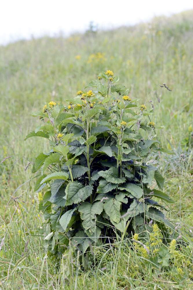 Jacobaea alpina (=Senecio alpinus) / Senecione alpino